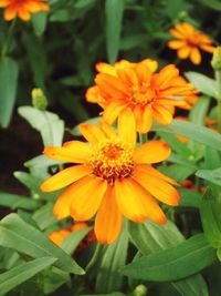 Close-up of yellow flower