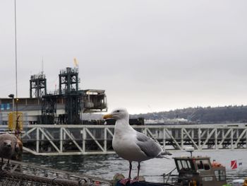Seagull perching on harbor against sky
