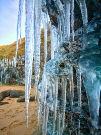 Close-up of icicles against trees in winter