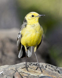 Close-up of bird perching on yellow outdoors