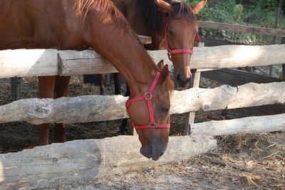 Low section of horse standing outdoors