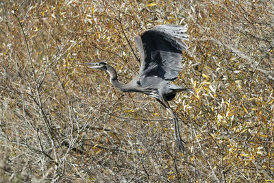 Side view of a bird flying