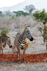 Zebra standing on field