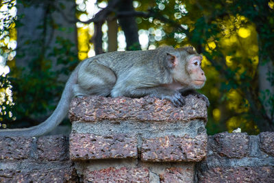 View of monkey on stone wall