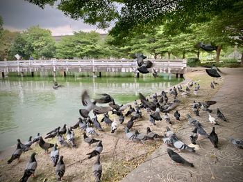 Birds in a lake