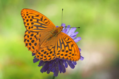 Close-up of butterfly pollinating on flower