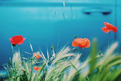 Close-up of flowering plants against blurred background