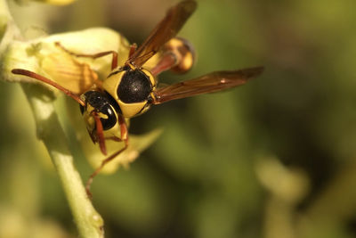 Close-up of insect on plant