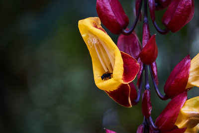 Close-up of yellow flowering plant
