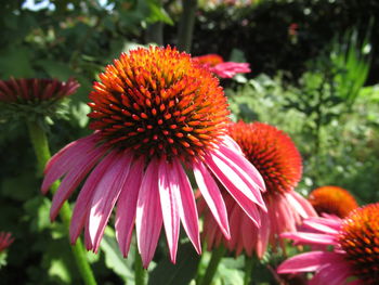 Close-up of pink flower in park