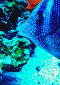 Close-up of fish underwater