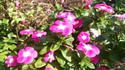 Close-up of pink flowers blooming outdoors