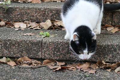 Close-up of cat on autumn leaves