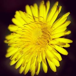 Close-up of yellow flower blooming outdoors
