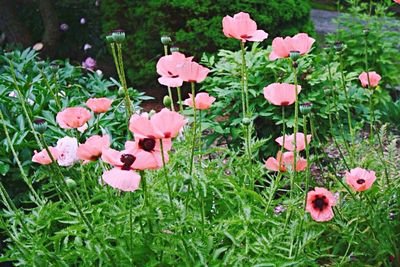 Close-up of poppy flowers in field