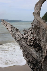 Close-up of driftwood on tree trunk by sea against sky