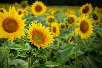 Close-up of yellow flowering plants on field