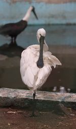 Bird perching on a lake