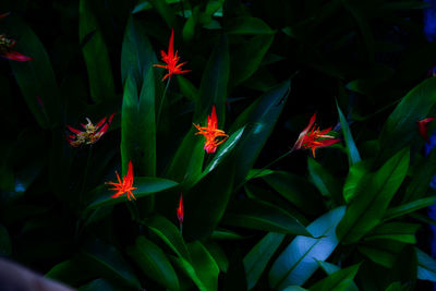 Close-up of red flowering plant