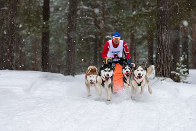 Dog on snow covered trees during winter