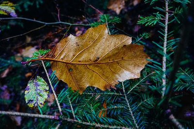 Close-up of dry maple leaves on tree