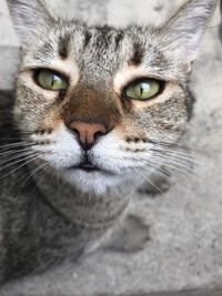 Close-up portrait of cat