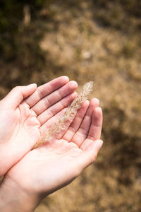 Close-up of hand holding leaf against blurred background