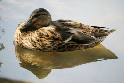 Close-up of a duck in a lake