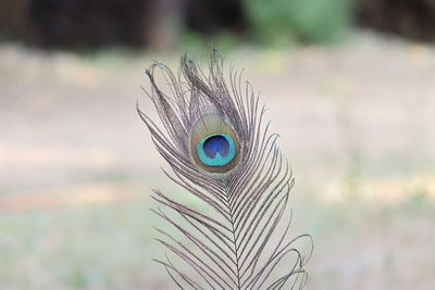 Close-up of peacock feather , feathers of bird