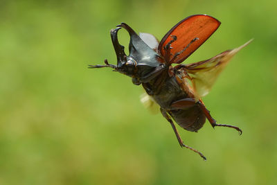 Close-up of butterfly pollinating flower