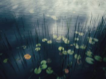 Close-up of plants growing in lake
