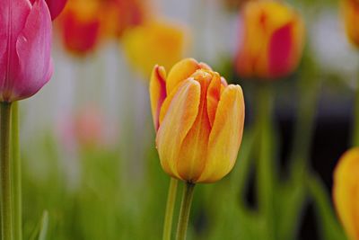 Close-up of yellow tulip