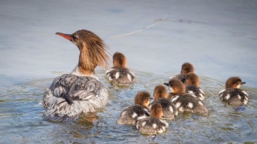 Ducks in a lake