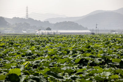 Plants growing at farm