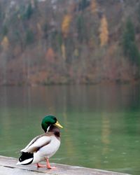 Duck perching on jetty by lake