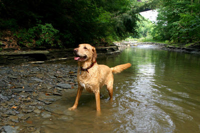 Dog on a lake