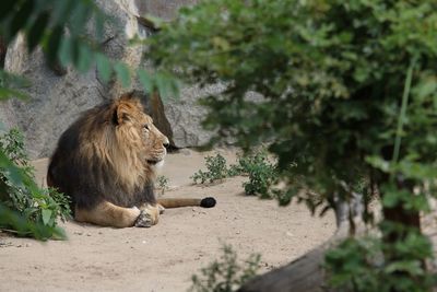 Lion sitting on tree