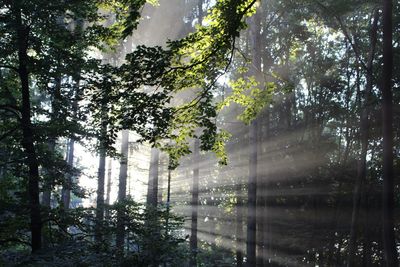 Trees in forest