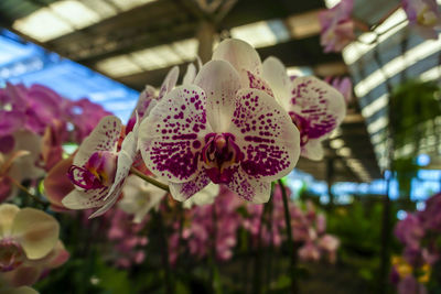 Close-up of pink orchid flowers