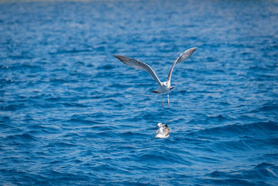 View of birds in sea