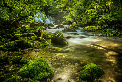 Scenic view of waterfall in forest