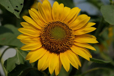 Close-up of yellow sunflower