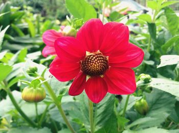 Close-up of pink flower blooming outdoors