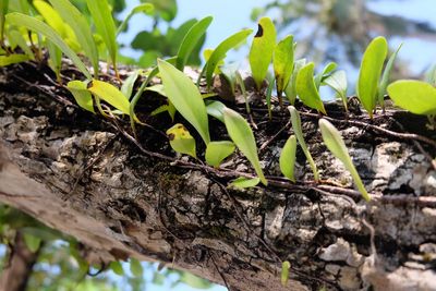 Close-up of plant growing on tree trunk