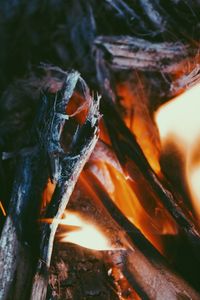 Close-up of orange leaf at night