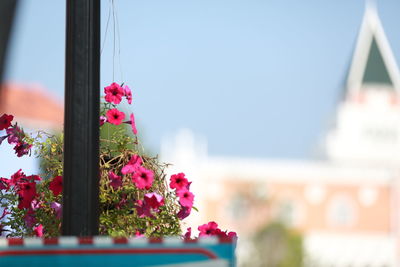 Close-up of pink flowering plant against sky