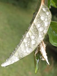 Close-up of wet leaf