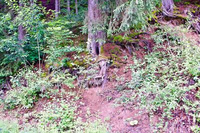 Trees growing in forest