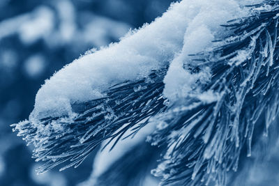 Coniferous tree covered is snow toned in color of the year 2020 classic blue