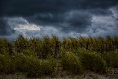 Plants on field against storm clouds